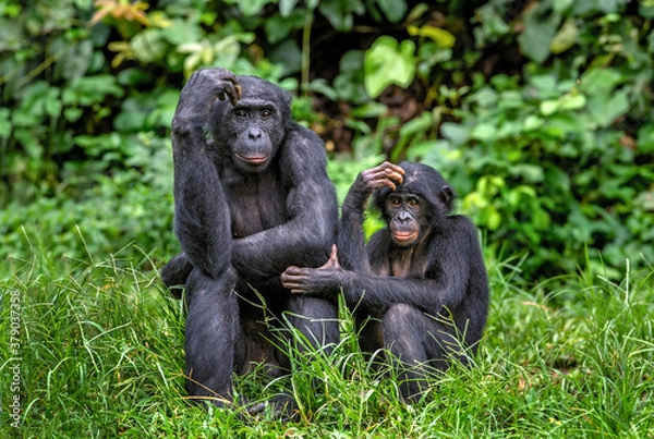 Obraz Bonobo with baby. Scientific name: Pan paniscus, called the pygmy chimpanzee. Democratic Republic of Congo. Africa
