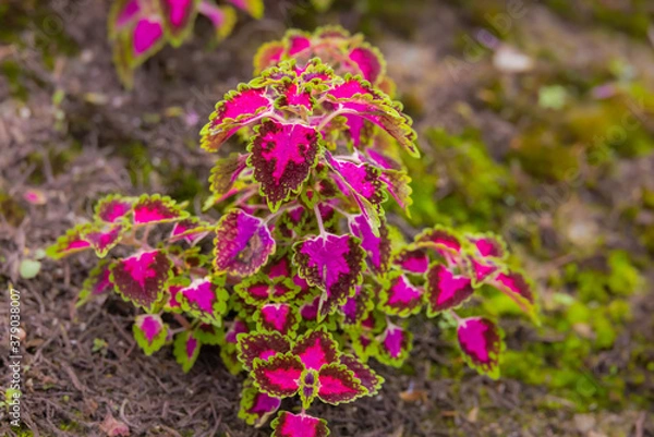 Fototapeta close-up of a coleus plant. Sun-tolerant coleus with patterned veins. A plant with colorful leaves, Also named as Solenostemon, Painted nettle, Flame nettle. Dark red green leaves of a coleus plant.
