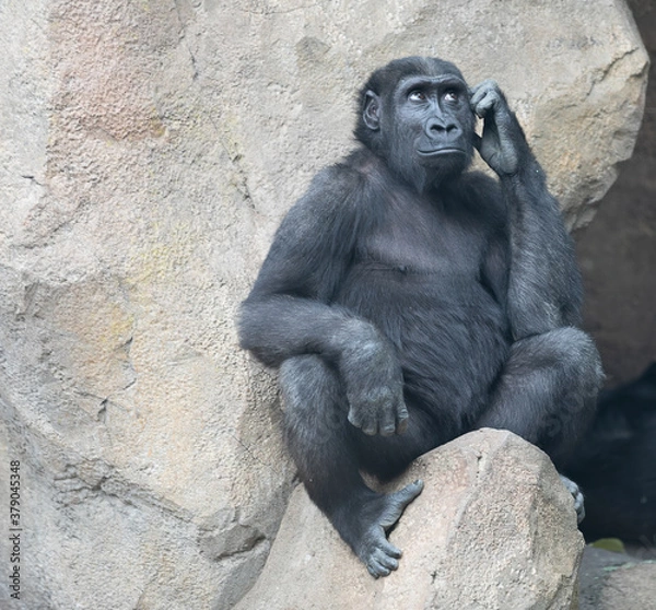 Fototapeta Gorilla with funny look of someone who is thinking