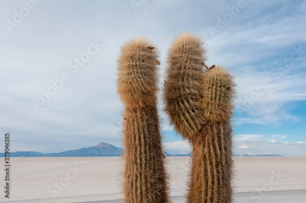 Fototapeta Zbliżenie kaktusów w Isla Incahuasi w Boliwii.