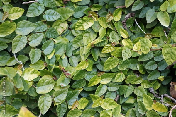 Fototapeta 小さい葉