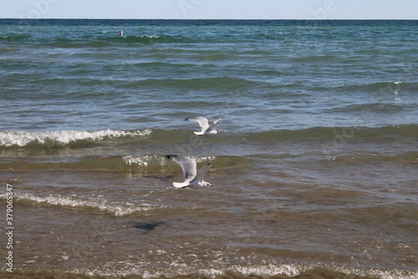 Obraz two seagulls in flight over the waves
