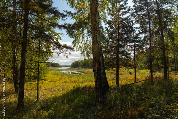 Fototapeta September forest