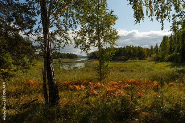 Obraz September forest