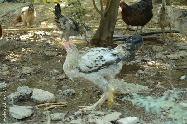 Obraz chickens