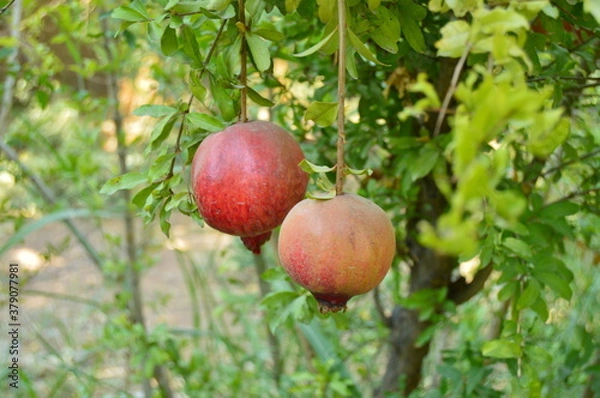 Obraz Fruits