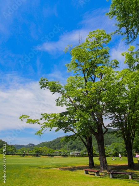 Fototapeta とてもきれいな岐阜の公園の青空と木々・芝生