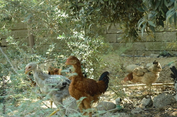 Obraz chickens