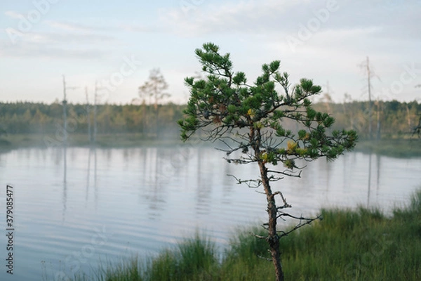 Fototapeta Tree in a bog 