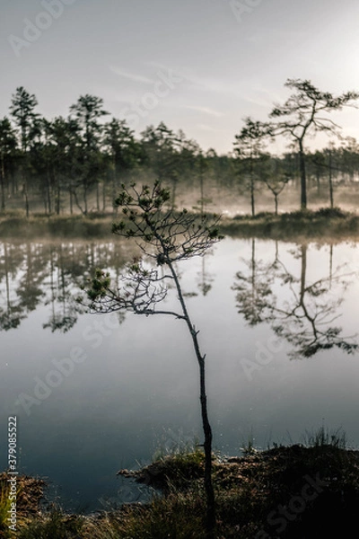 Fototapeta Trees in a bog
