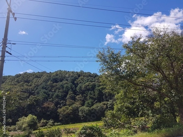 Fototapeta A tree and dizzy lines