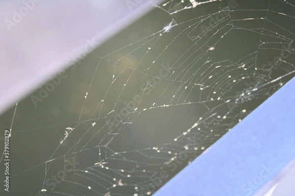 Obraz spider web with dew drops