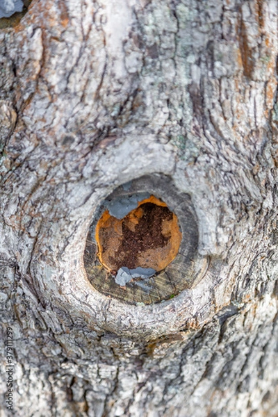 Fototapeta The textured surface of the bark of the old perennial deciduous tree