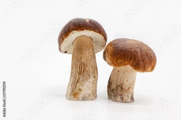 Fototapeta Boletus edulis  isolated on background close up food health