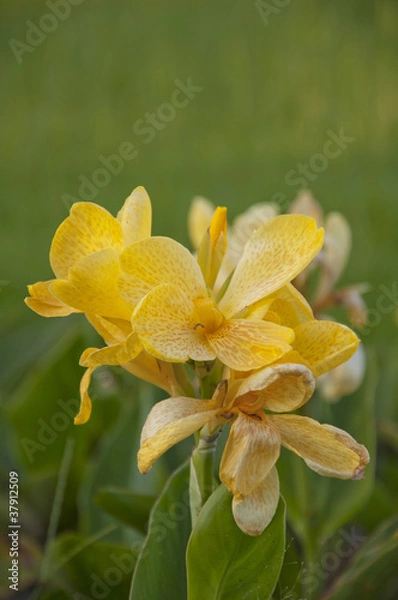 Fototapeta Yellow canna generalis for background