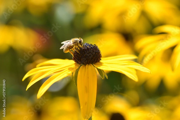 Obraz Biene sitzt auf Sonnenhut
