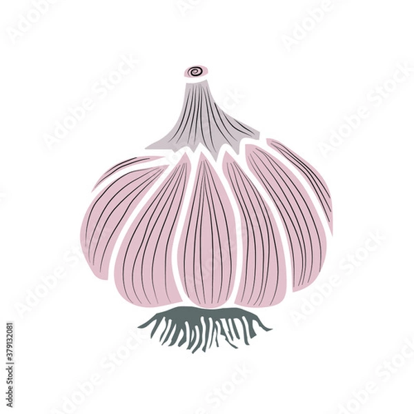 Fototapeta Sketch of garlic. Healthy vegetables. Vector image for design.