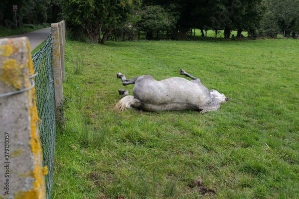 Obraz Silver Horse lying down