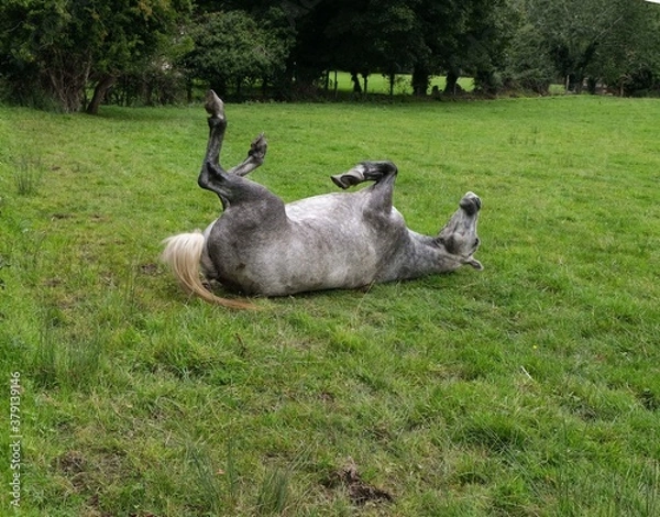 Obraz Silver Horse Rolling