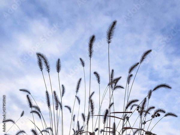 Obraz 青空とねこじゃらしのシルエット