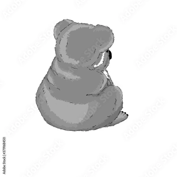 Obraz Koala bear