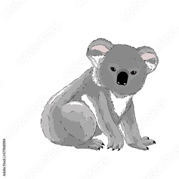 Obraz Koala bear