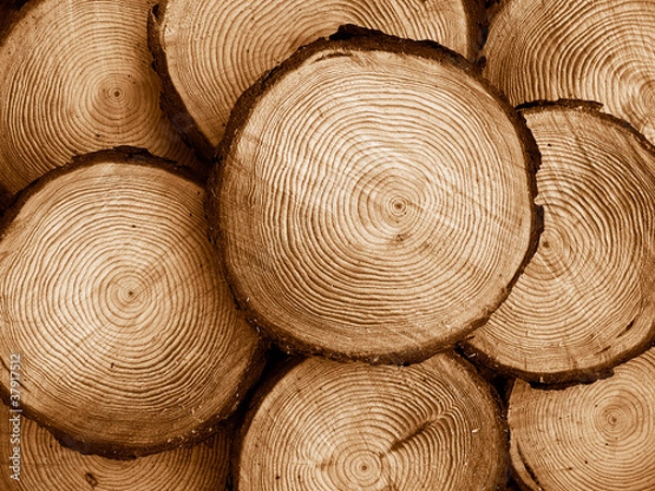 Obraz sawed pine wood