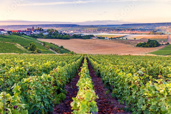 Obraz Champagne region in France. A beautiful view.	