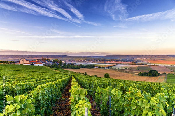 Obraz Champagne region in France. A beautiful view.	