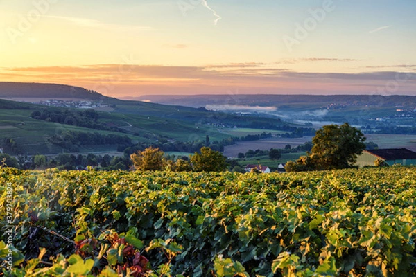 Obraz Champagne region in France. A beautiful view.	