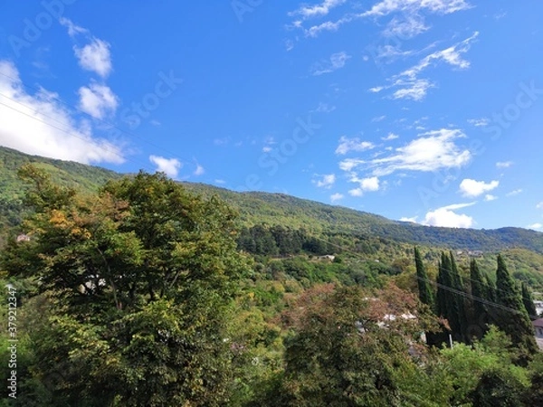 Obraz mountains covered with forest