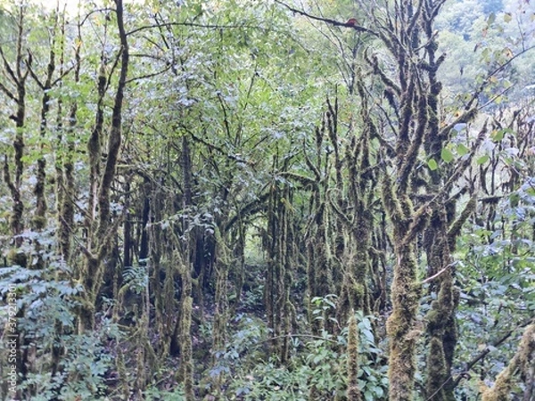 Obraz forest, trees in moss