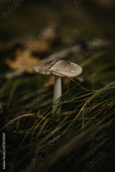 Obraz mushroom in the forest