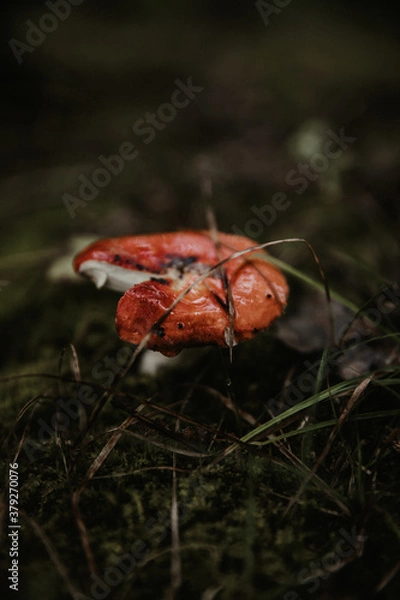 Obraz mushroom in the forest