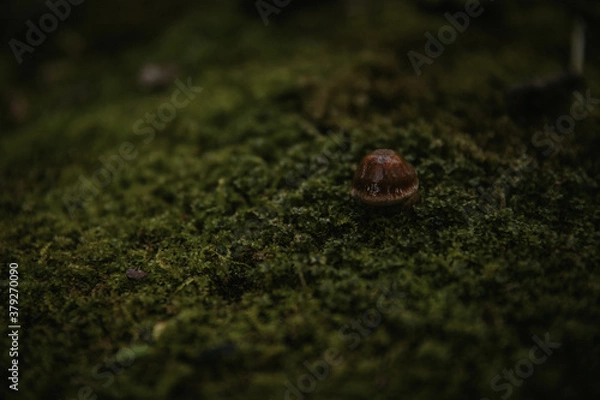 Obraz mushroom in the forest