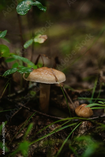 Obraz mushroom in the forest