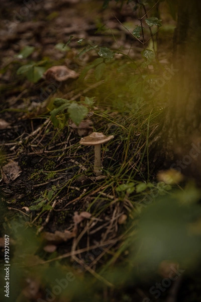Obraz mushroom in the forest