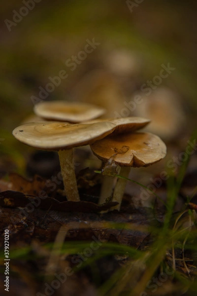 Obraz mushroom in the forest