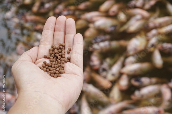Obraz Pellets feed the fish on hand.