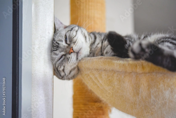 Fototapeta ハンモックからはみ出して寝る猫