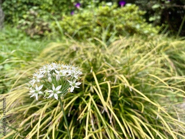 Obraz ニラの花と草
