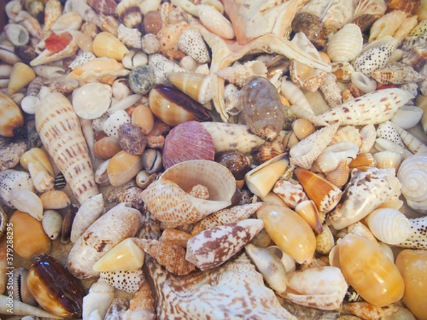 Fototapeta 沖縄　久米島の風景　きれいな貝殻