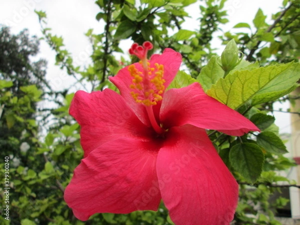 Obraz Pink Heavycus Closeup