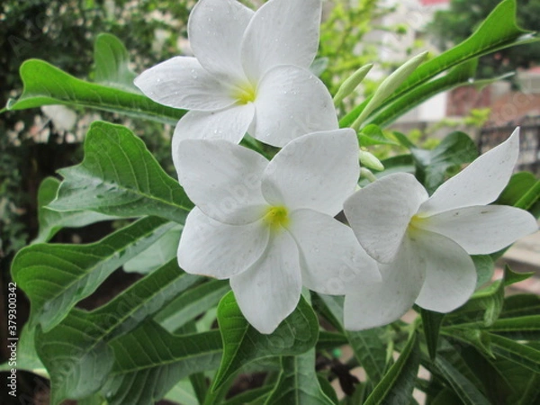 Obraz Pulmeria White