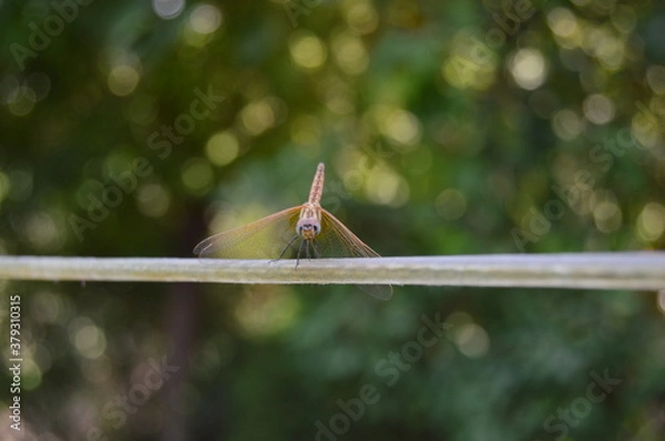Obraz dragonfly on a branch