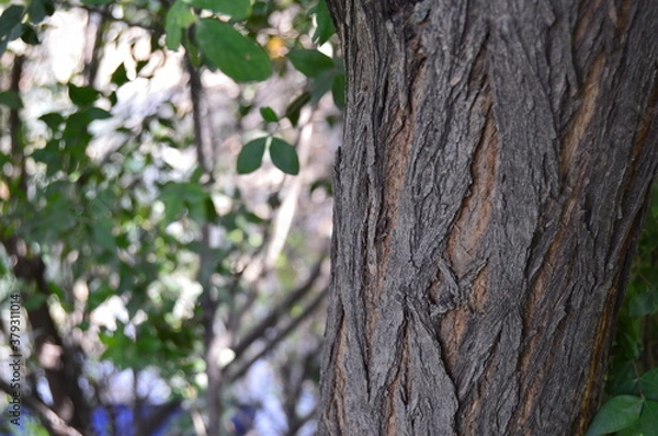 Fototapeta tree in the park