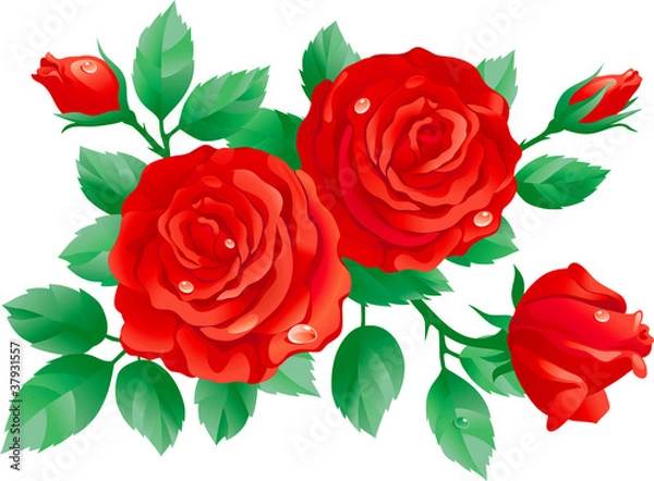 Fototapeta Vector of red roses isolated on white background