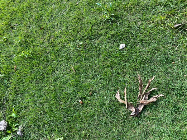 Obraz moss on the ground