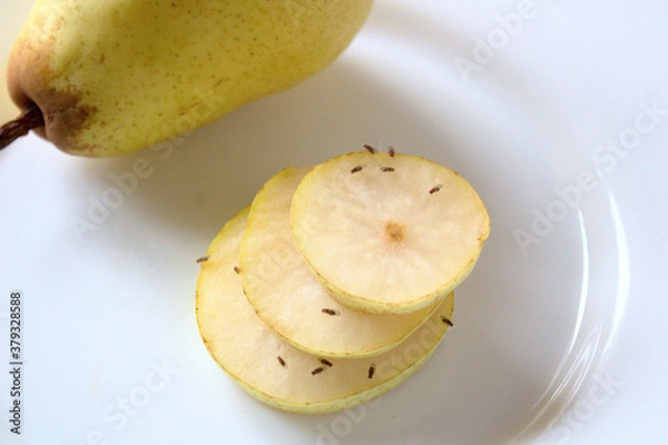 Obraz Fruchtfliegen an einer Birne