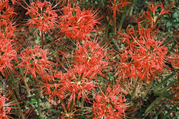 Fototapeta 彼岸花を真上から見た視点